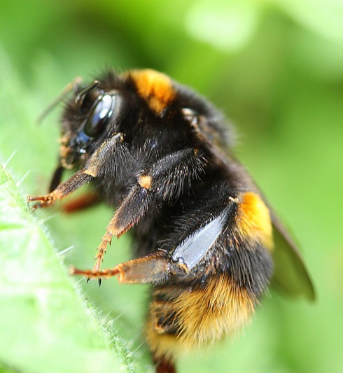 bombus arısı
