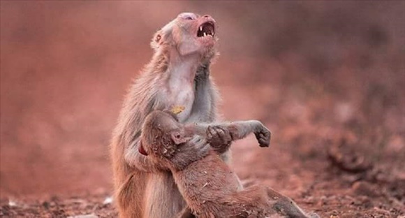 yavrusu için ağlayan anne maymun