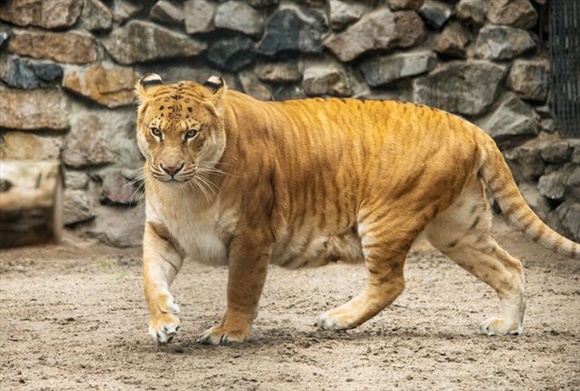 liger