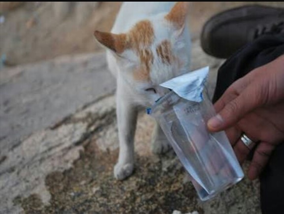 sokak hayvanları için bir kap su