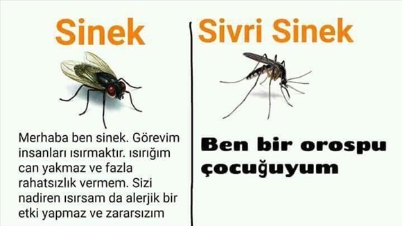 karasinek vs sivrisinek
